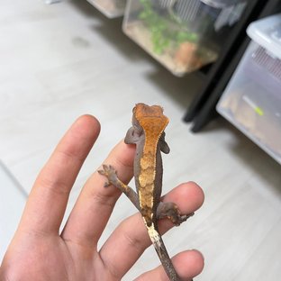 세이블 텐저린