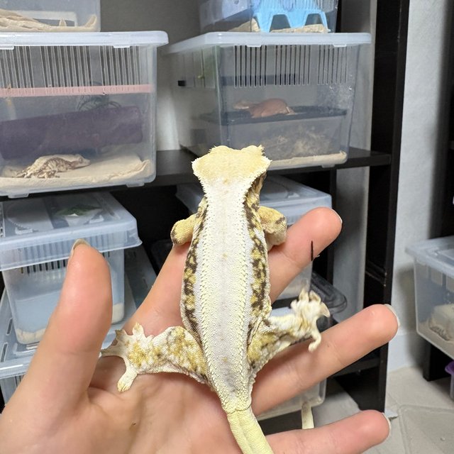 릴리화이트 솔리드백