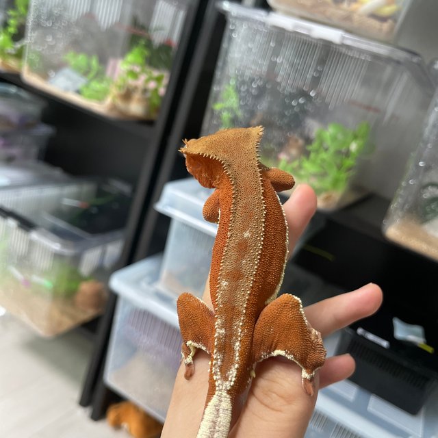 레드 팬텀 릴리화이트