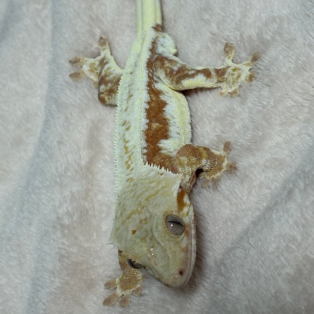 릴리화이트 레드