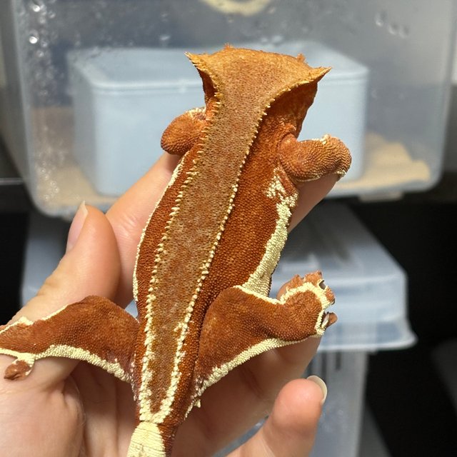 릴리화이트 팬텀 레드