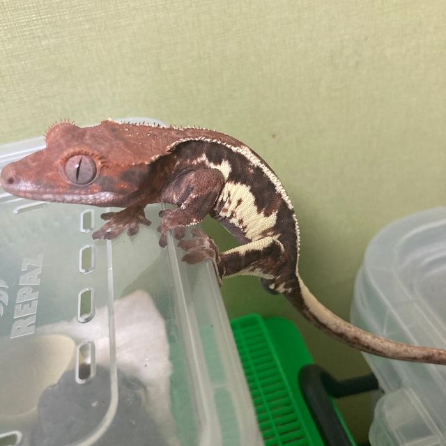 프라푸치노