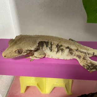 하루
