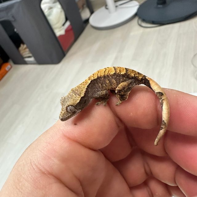 할리퀸