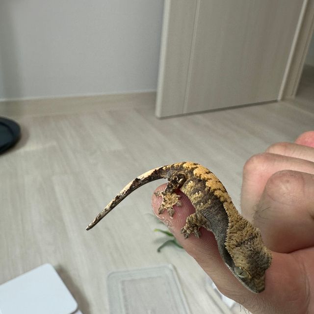 릴리화이트