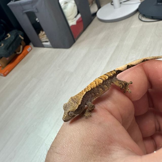 할리퀸