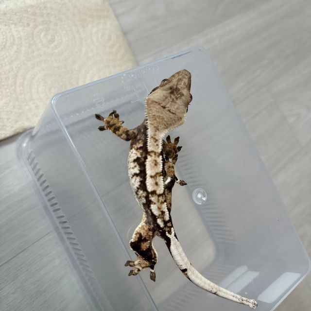 익스트림할리퀸