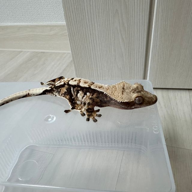 익스트림할리퀸