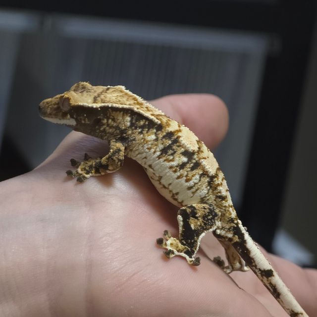 트라이