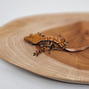 노멀 트라이 텐저린