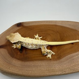 릴리화이트 트라이