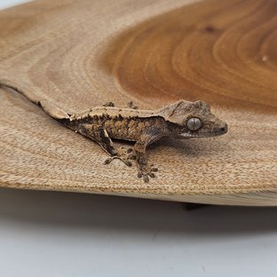 노멀 트라이 익스트림할리퀸