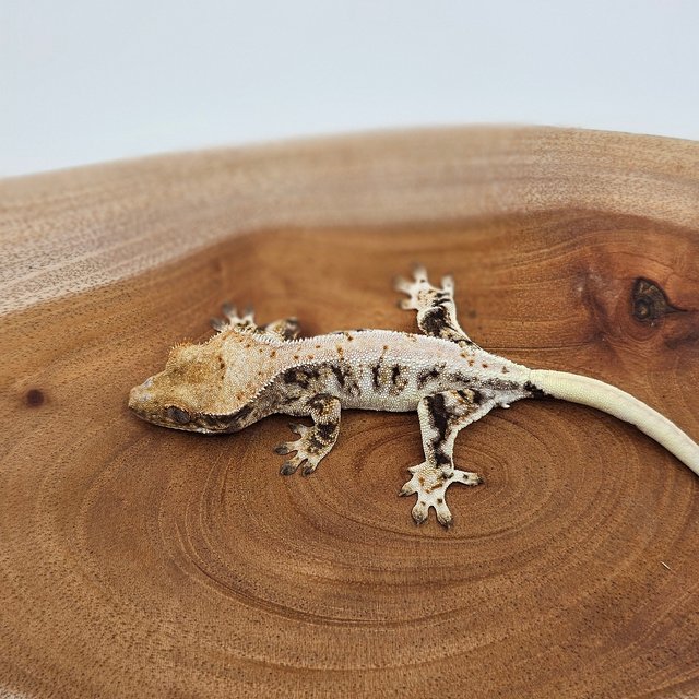 릴리화이트 트라이