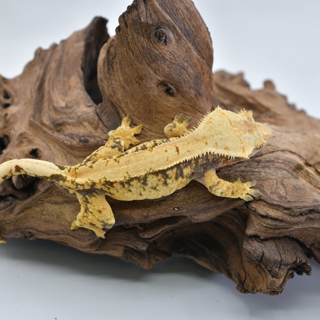 노멀 트라이 익스트림할리퀸