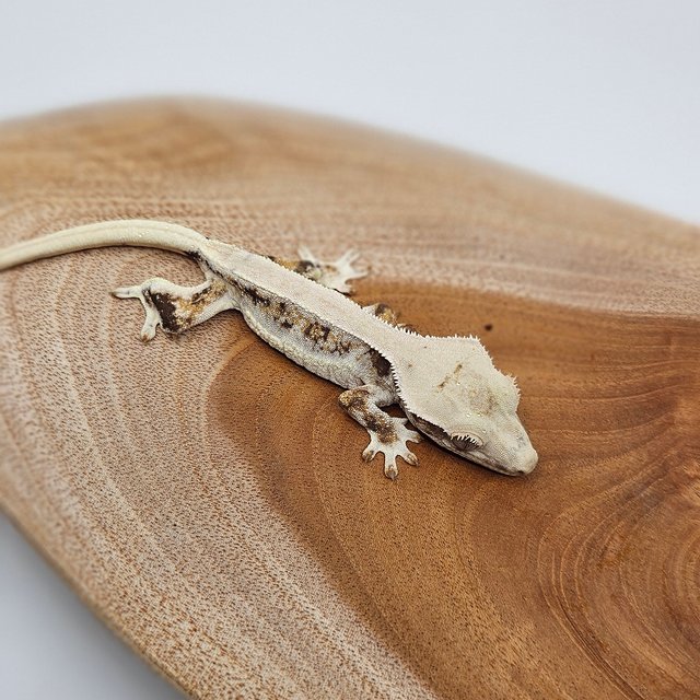 릴리화이트 트라이