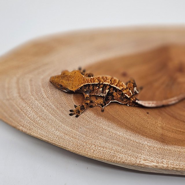 노멀 트라이 텐저린