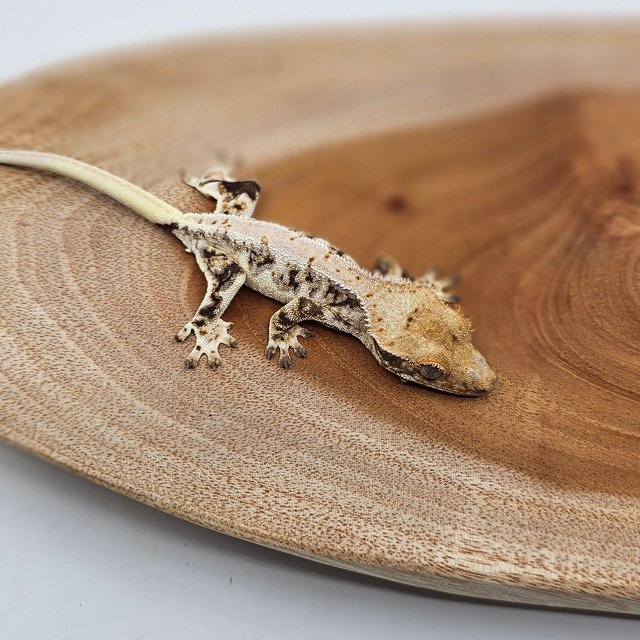 릴리화이트 트라이