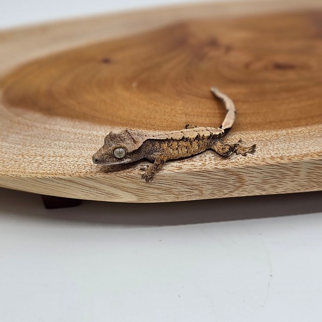 노멀 트라이 익스트림할리퀸