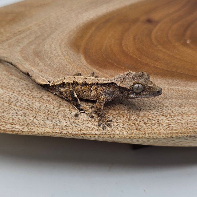 노멀 트라이 익스트림할리퀸