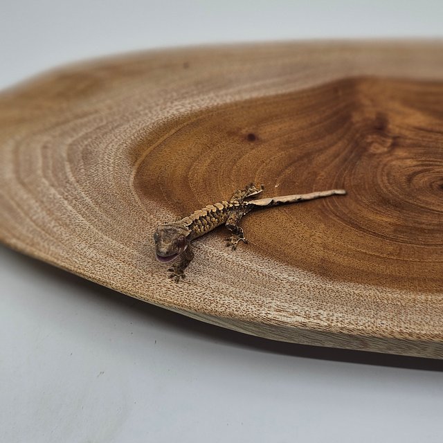 노멀 트라이 익스트림할리퀸