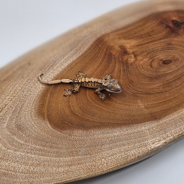 노멀 트라이 익스트림할리퀸