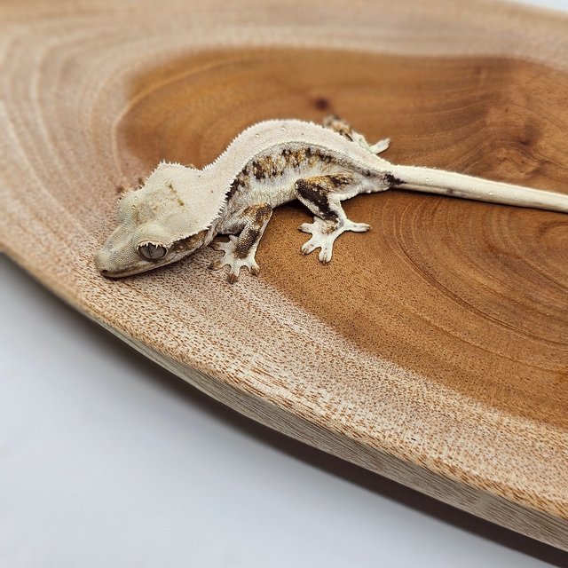 릴리화이트 트라이