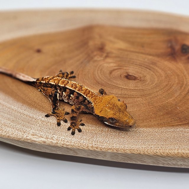 노멀 트라이 텐저린