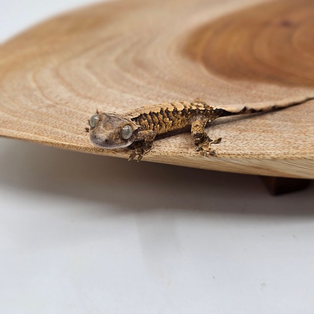 노멀 트라이 익스트림할리퀸