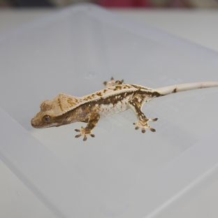 트라이