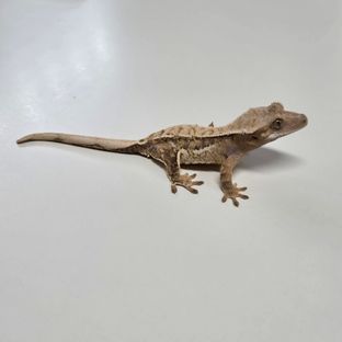 트라이