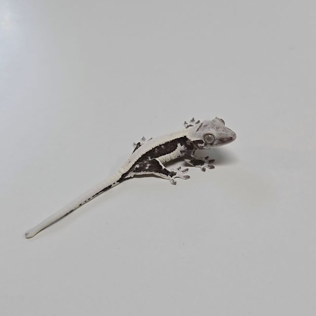 릴잔틱