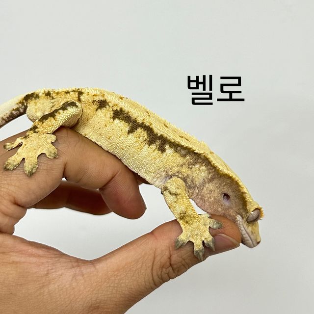 트라이