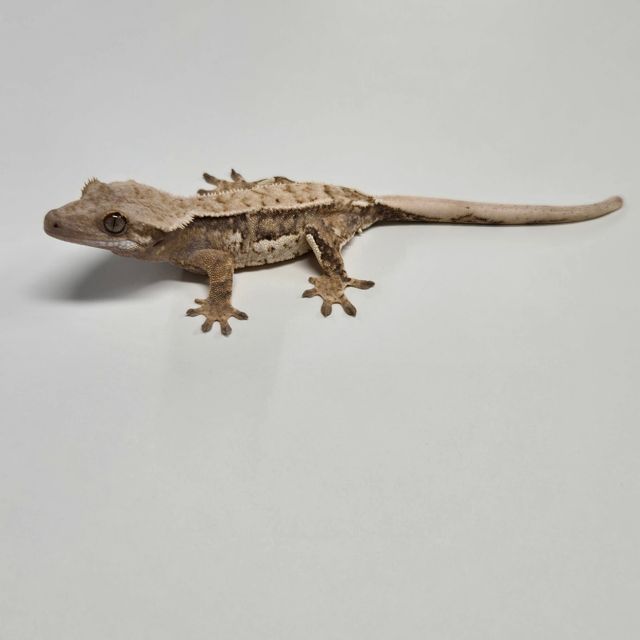 트라이