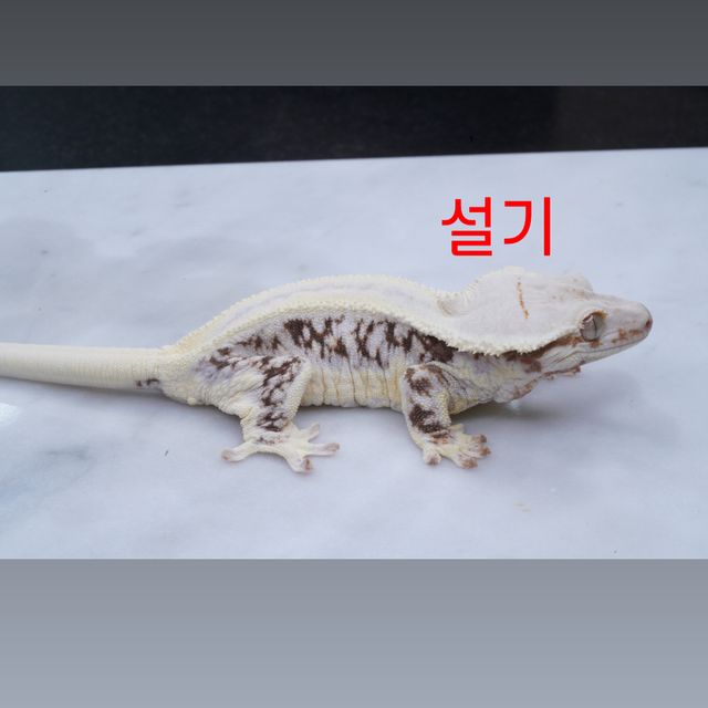릴리화이트