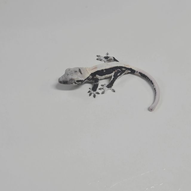 릴잔틱