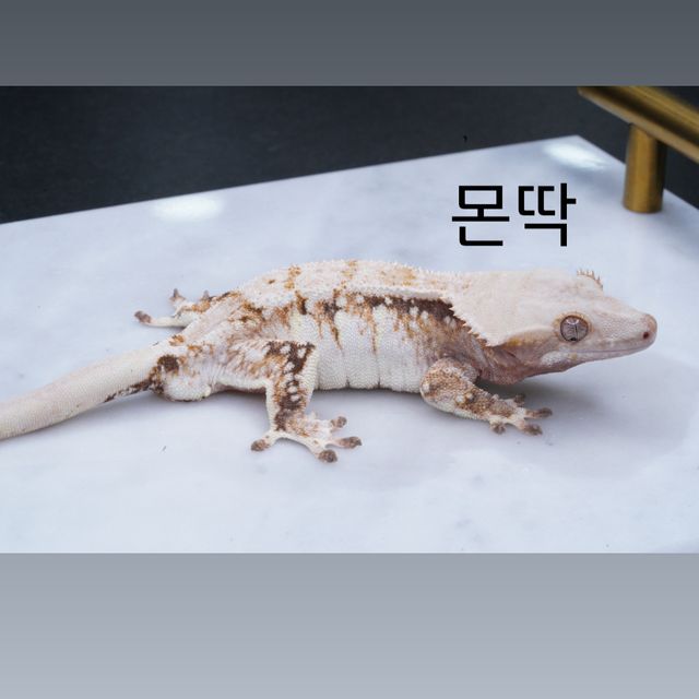 트라이 화이트포트홀