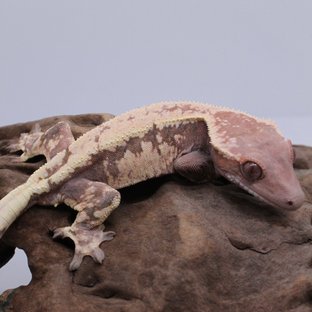 세이블