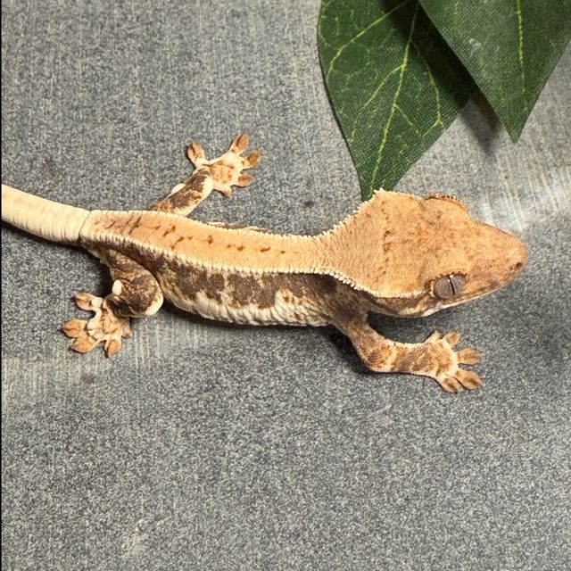 릴리화이트 레이지