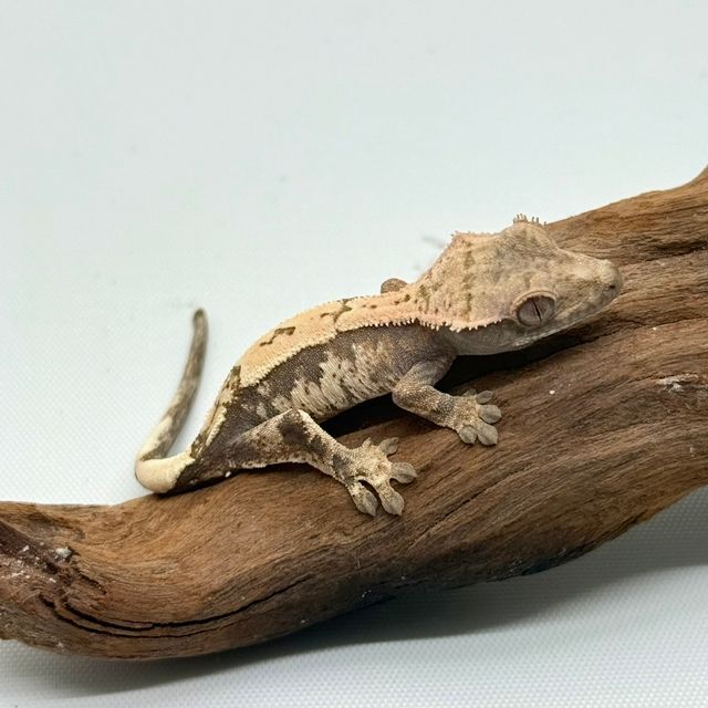 세이블