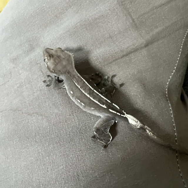 아잔틱