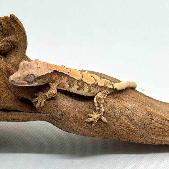 세이블