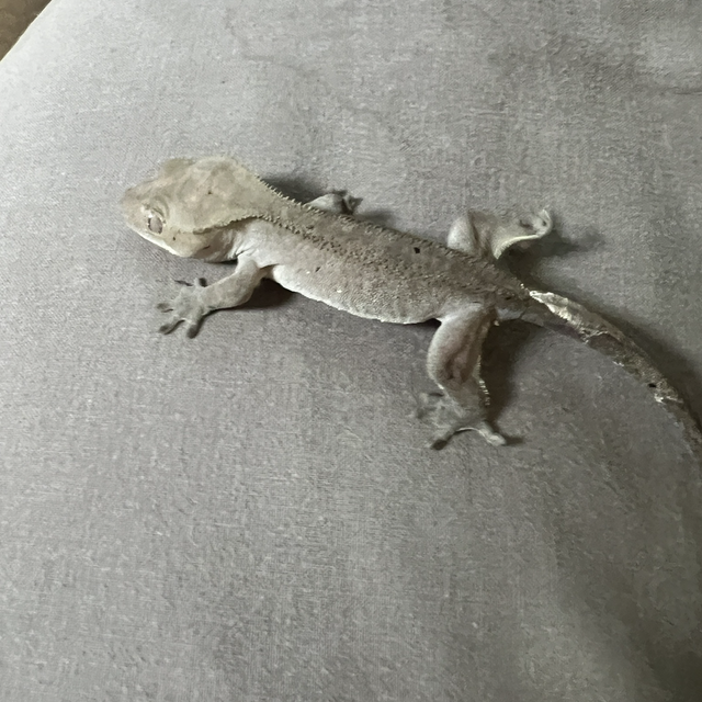 아잔틱 패턴리스