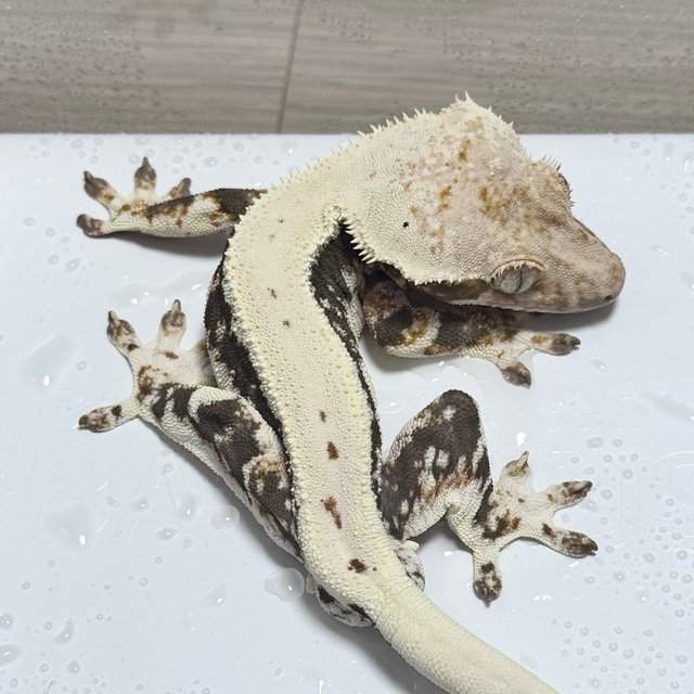 100%헷아잔틱 릴리100%헷아잔틱 풀핀