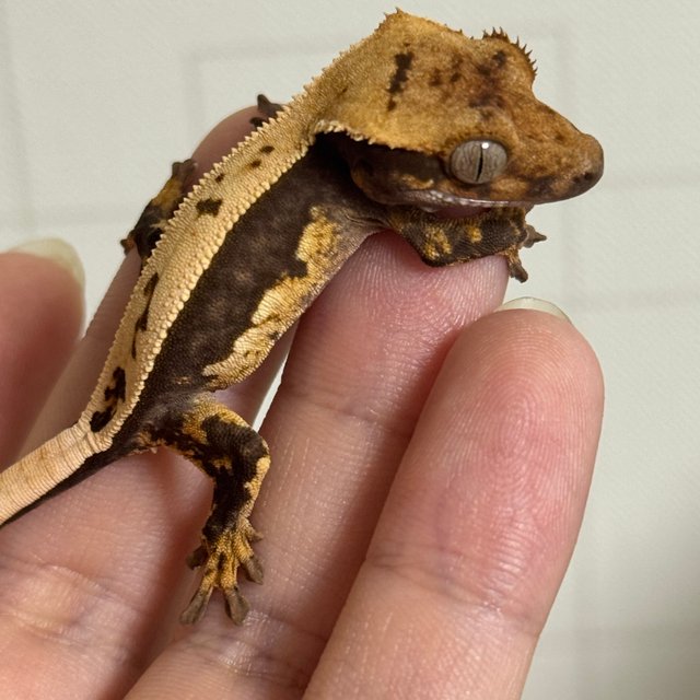 100%헷아잔틱 쿼드 풀핀