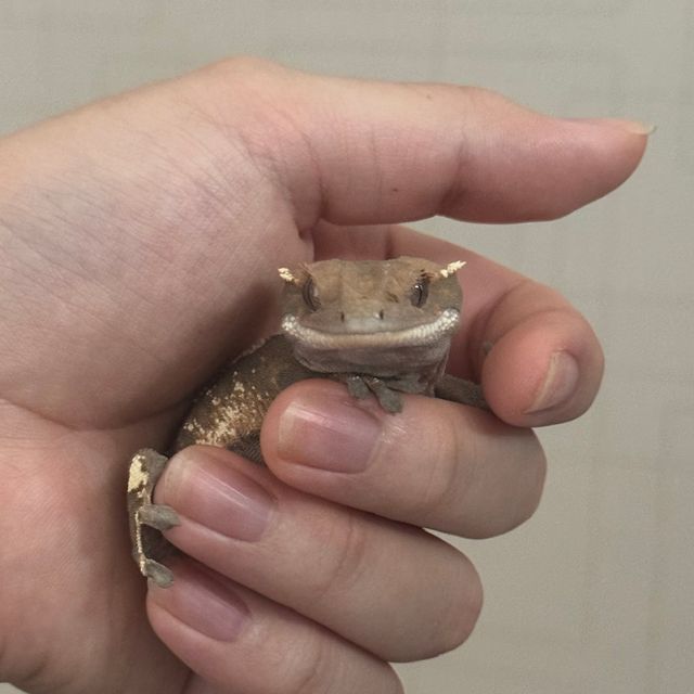 세이블 100%헷아잔틱