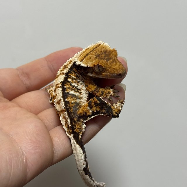 트라이 바브 익스트림할리퀸 텐저린