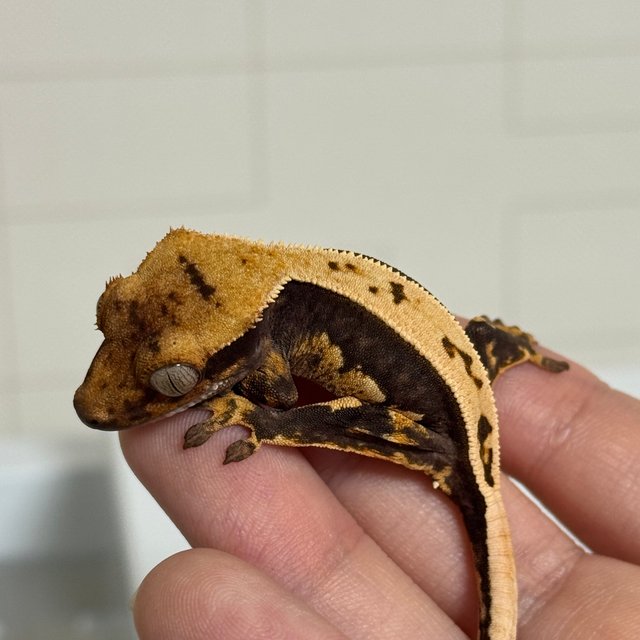 100%헷아잔틱 쿼드 풀핀