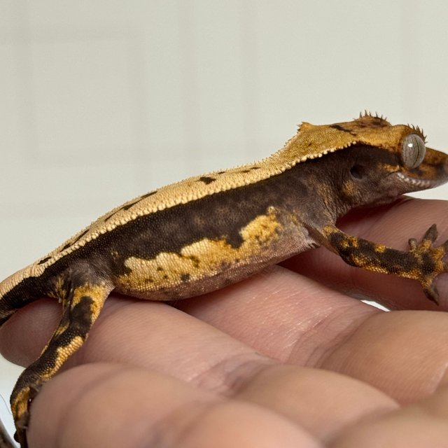 100%헷아잔틱 쿼드 풀핀