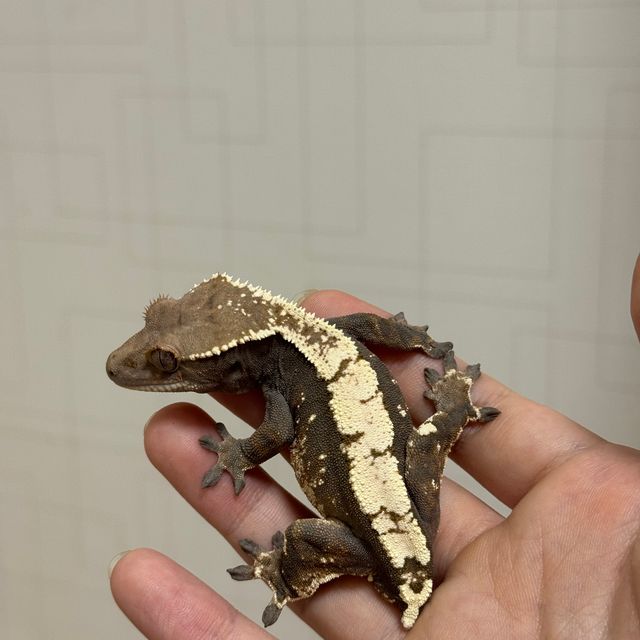 세이블 100%헷아잔틱