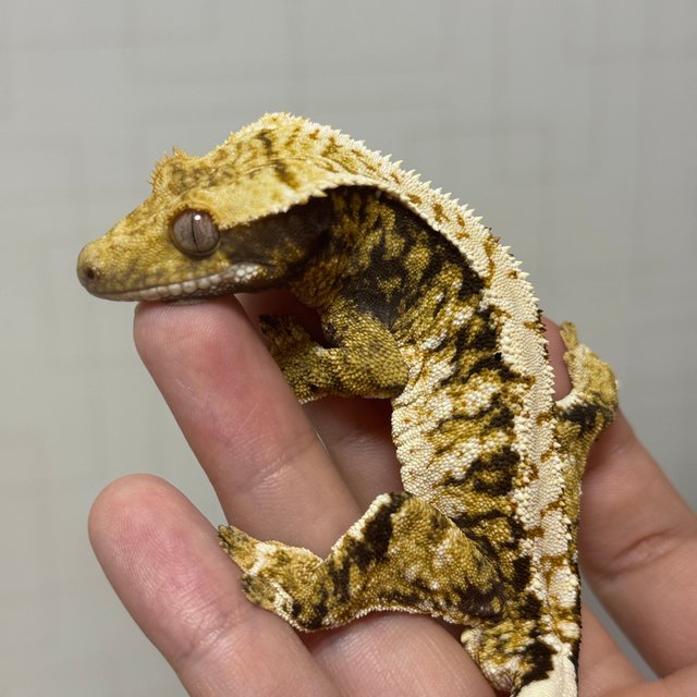 트라이 익스트림할리퀸